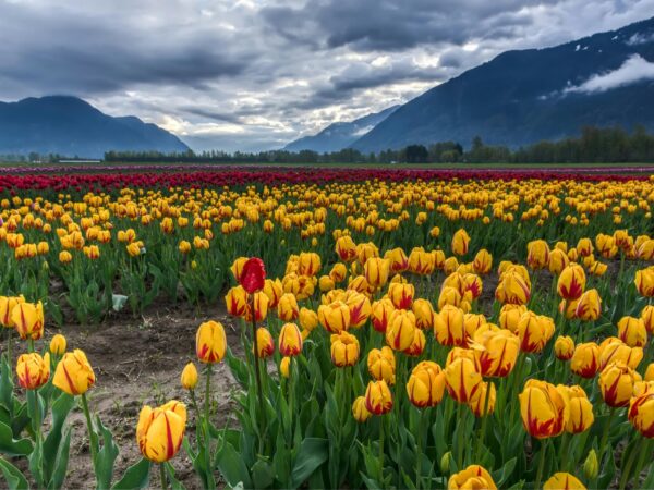 Best Kashmir Tour Package: 5 Nights 6 Days of Luxury, Houseboats & Alpine Meadows